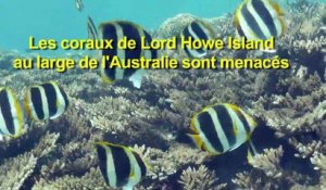 Australie: les coraux les plus au sud du globe touchés par le bl