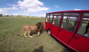 L'heure du repas des lions dans ce zoo russe... Impressionnant