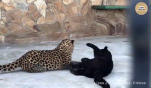 Encore une preuve que les léopards sont juste des gros chats... Adorable