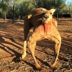 Ce Kangourou Roger Est Plus Muscle Que La Plupart Des Hommes Magnifique Sur Orange Videos