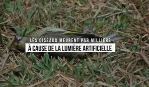 Les oiseaux meurent par milliers dans les grandes villes… à cause de la lumière artificielle