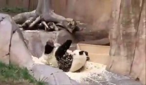 Ce panda joue avec sa litière et va vite le regretter...