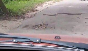 Il croise un énorme cobra en pleine route