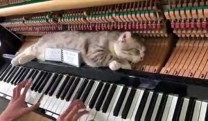 Non ce chat n'est pas mort... il ne réagit pas au piano joué sur lequel il est allongé !