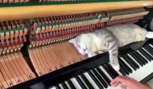 Un chat allongé sur le mécanisme d'un piano