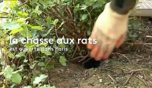 Paris envahi par les rats, des bénévoles à la rescousse de la mairie du 17e