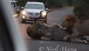 2 lions s'en prennent à une antilope : Scène incroyable au Kruger National Park