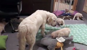 Cette maman chien montre à ses chiots qu'ils sont trop grands pour téter