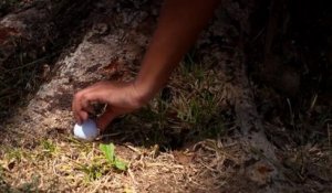 Règles de golf 2019 : Replacer une balle quand l’emplacement d’origine n’est pas connu