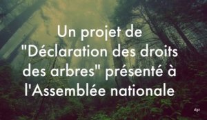 Et si les arbres étaient considérés comme des êtres vivants dans le code civil français ?