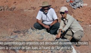 Argentine : découverte d'un cimetière de dinosaures datant de 220 millions d'années