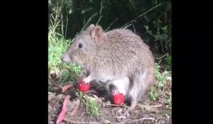 Arriverez-vous à trouver le bébé rat bien caché dans la poche de sa mère