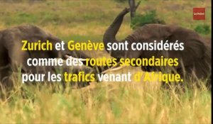 La Suisse laisse s'échapper de gros trafiquants d'ivoire