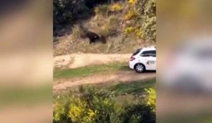 Espagne : un taureau s'en prend à une voiture de police