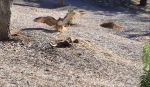 Un lapin échappe à un aigle et à un serpent... Chanceux