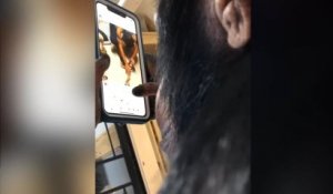 Un chimpanzé utlise son smartphone avec facilité !