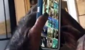 Ce chimpanzé se promène dans une galerie vidéo Instagram avec un iPhone