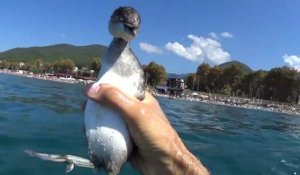 Un nageur plonge en apnée à la poursuite d'un oiseau pêcheur et réussi à l'attraper à la main...