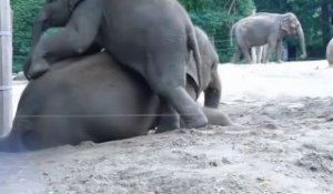 Ce bébé éléphant embête sa maman et lui grimpe sur le dos