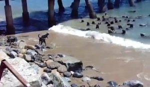 4 chiens débiles veulent chasser un banc de de lions de mer. Tellement drole