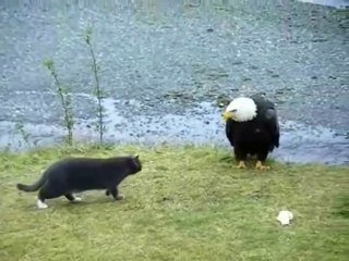 Ce Chat Chasse Un Tres Gros Oiseau Un Aigle Sur Orange Videos