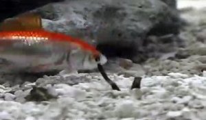 Ce poisson ne peut rien faire face à ce mollusque camouflé : Cone Monastique - créature terrifiante