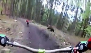 Un ours prend en chasse des cyclistes en pleine forêt en Slovaquie