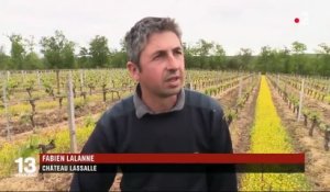 Agriculture : les vignobles doivent s'adapter au gel