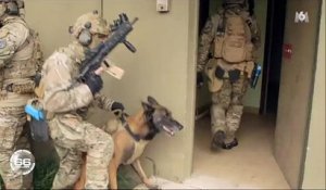 Entrainés comme des soldats, regardez comment sont formés les chiens de l'armée - Vidéo