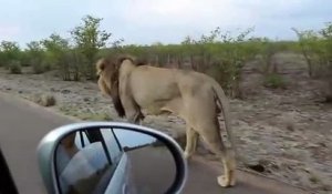 Ce lion n'apprécie pas trop qu'on le suive en voiture