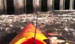 Ce kayakiste se retrouve sur un énorme banc de poisson à New York