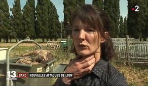 Loup : nouvelle attaque dans le Gard