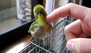Ce petit oiseau adore les calins... Il est aux anges