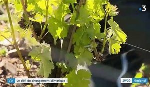 Vin : des cépages anciens pour s'adapter au changement climatique