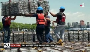 New York : 1 milliard d’huîtres pour protéger la baie
