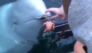 Elle fait tomber son téléphone dans l'eau et un dauphin blanc lui rapporte