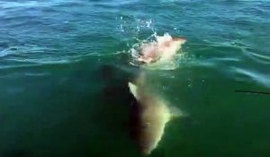 Un grand requin blanc vient dévorer la queue d'un autre requin