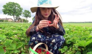 Une nouvelle saison pour la fraise alsacienne