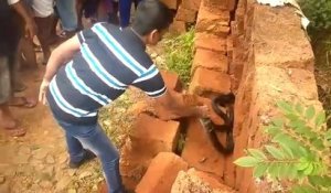 Ils trouvent un énorme cobra royal piégé dans un mur