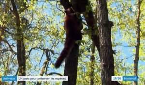 Animaux : un parc français se mobilise pour préserver les espèces