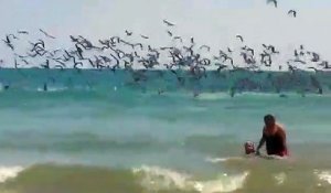 Quand des centaines de pélicans plongent en même temps dans la mer