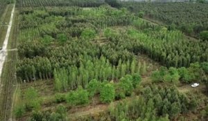 Sciences - Augmenter la diversité des forêts