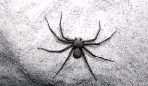 La technique de camouflage de cette araignée est impressionnante
