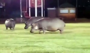 Quand des dizaines d’hippopotames envahissent le terrain lors d'un match de rugby