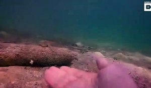 Un poulpe vient demander de l'aide à un plongeur
