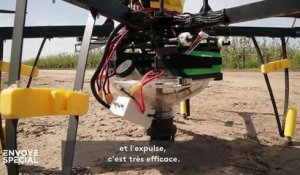 Des drones pollinisateurs pour remplacer les abeilles