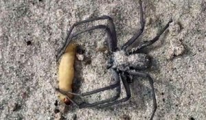 Cette grosse araignée se régale avec son asticot