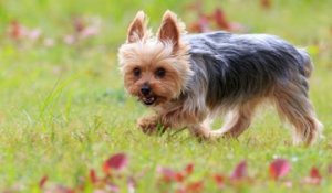 Le Yorkshire Terrier : un chien au caractère bien trempé mais d'une loyauté sans faille