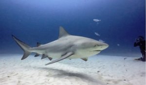 Une vingtaine de requins bouledogues vont être abattus, après deux attaques en Nouvelle-Calédonie