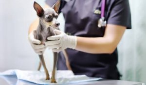 Les visites chez le vétérinaire : quel budget prévoir ?
